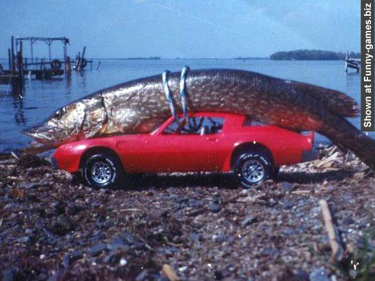 Diverse - 15-bigfish.jpg